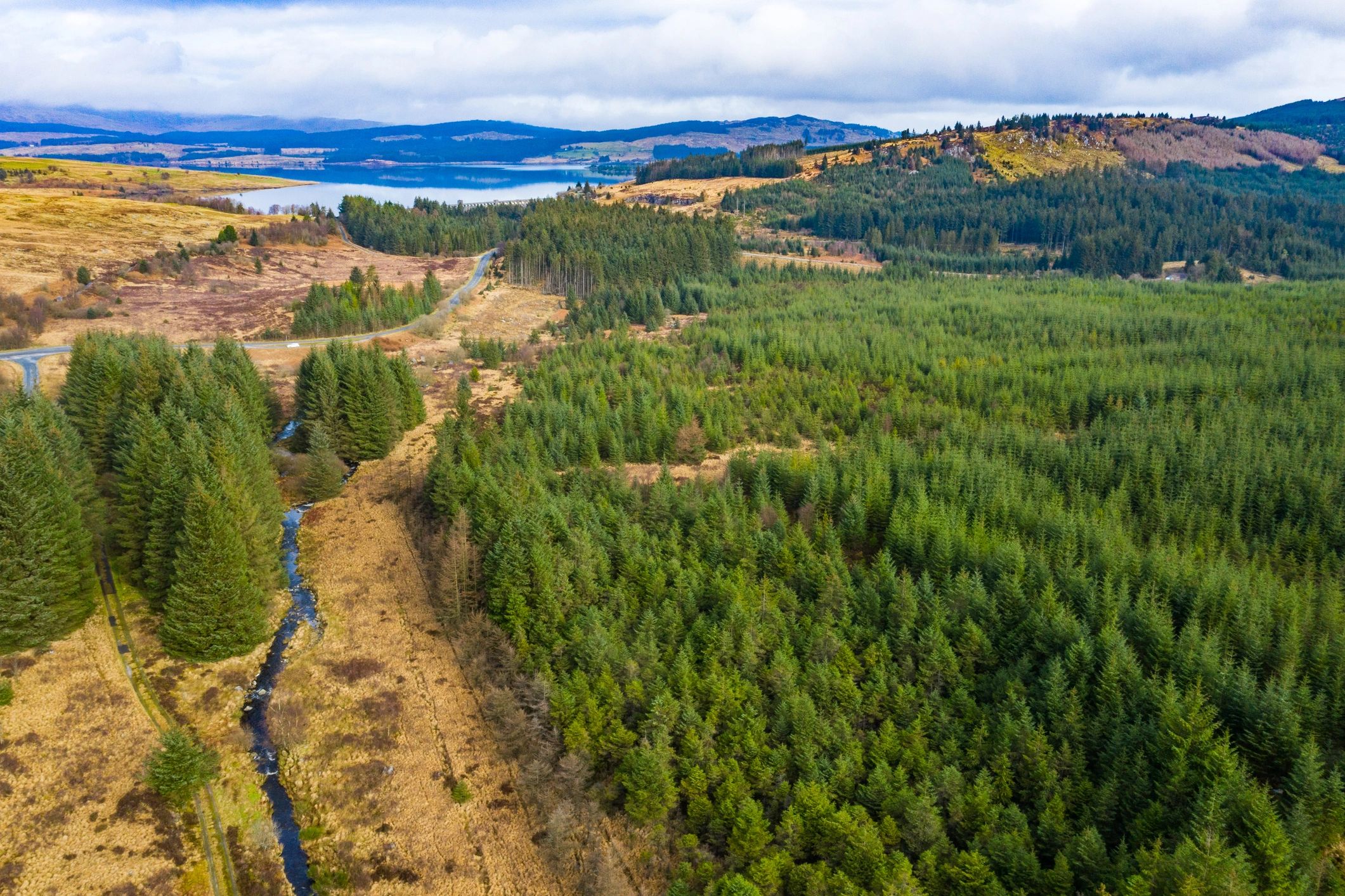 Aerial view of a forest landscape showing new growth patterns