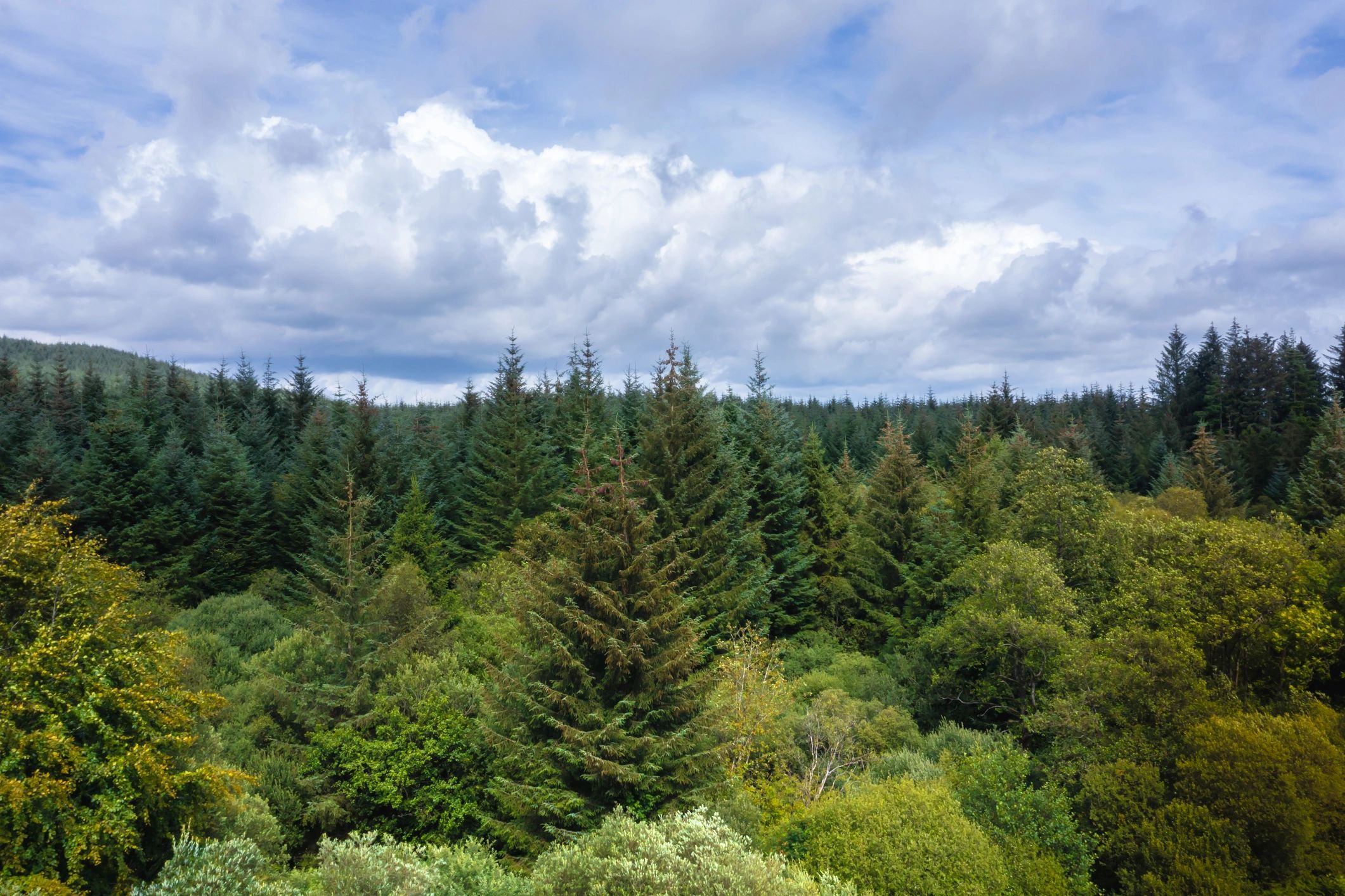 Young forest landscape viewed from above with visible patterns of growth