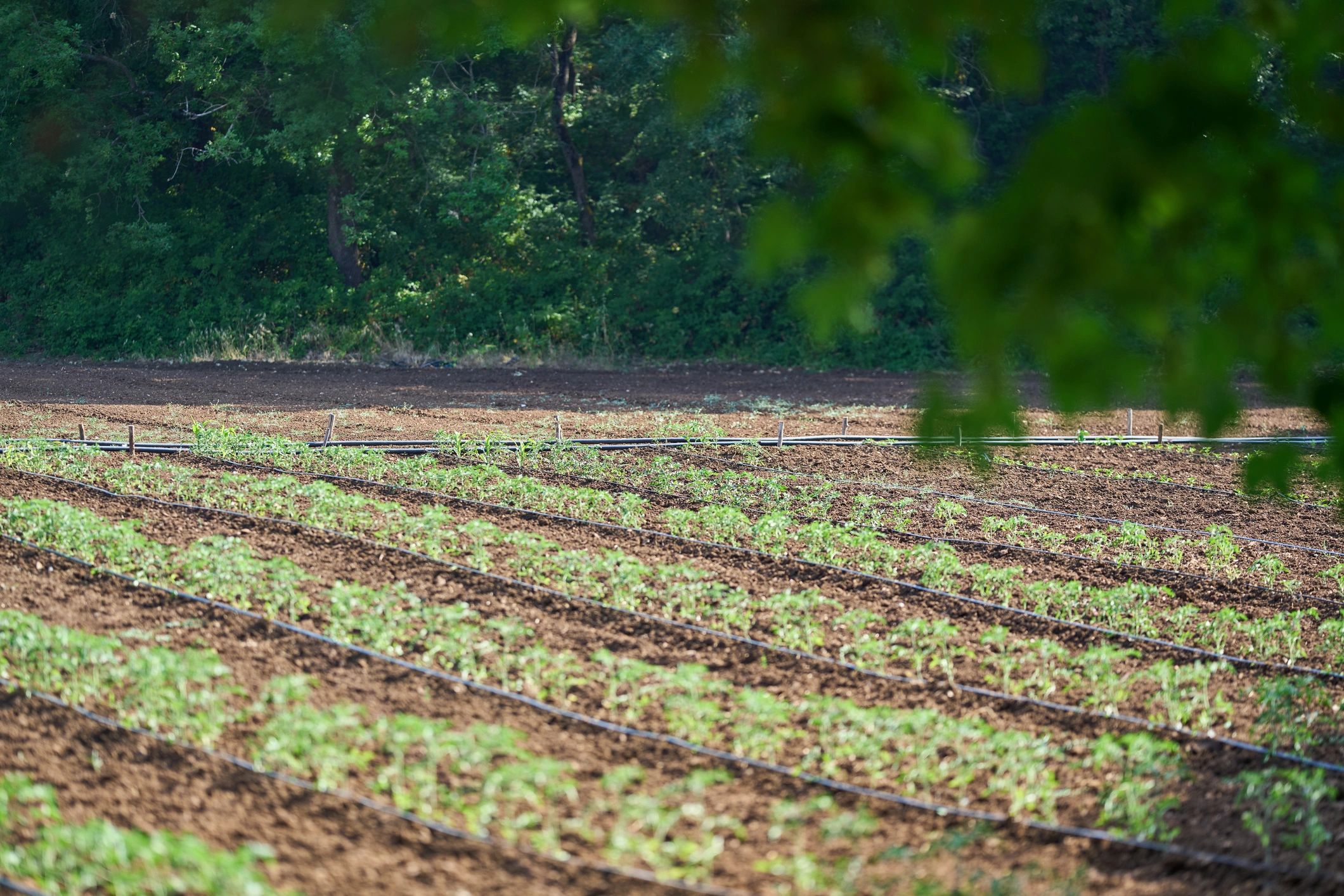 Young planted rows with drip irrigation supporting early forest establishment