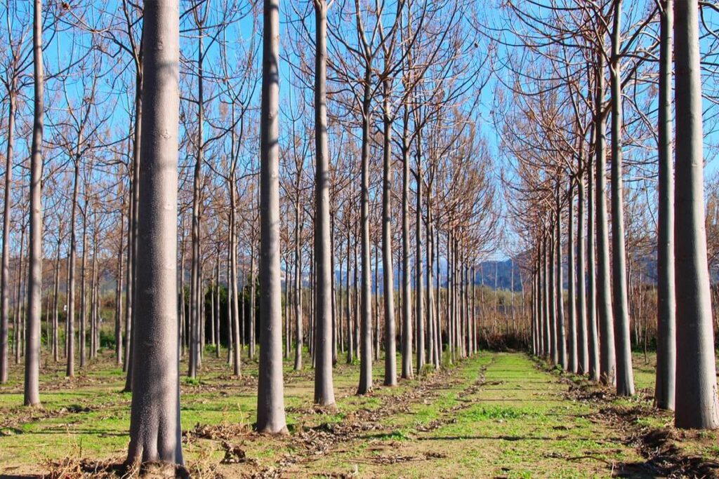 Long rows of tall young trees with a grassy path between them